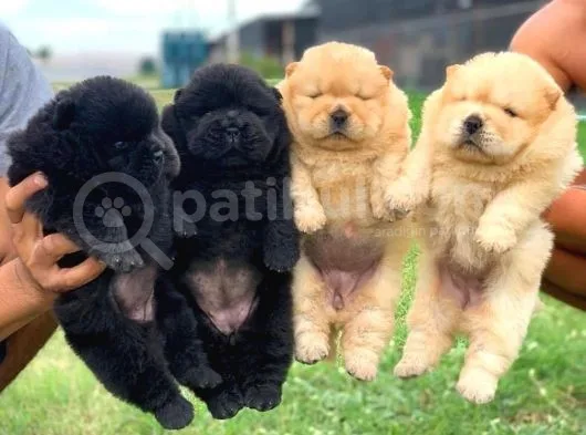 A Kalite Chowchow Yavrularımız