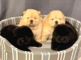 A Kalite Chowchow Yavrularımız