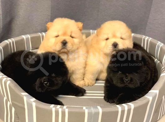 A Kalite Chowchow Yavrularımız görsel