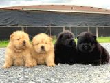 A Kalite Chowchow Yavrularımız