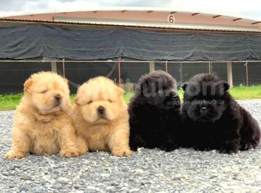 A Kalite Chowchow Yavrularımız görsel