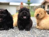 A Kalite Chowchow Yavrularımız