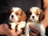 Çok Sevimli Cavalier King Charles Yavrularımız