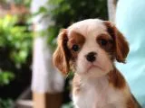 Çok Sevimli Cavalier King Charles Yavrularımız