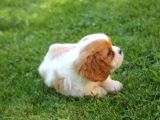 Çok Sevimli Cavalier King Charles Yavrularımız