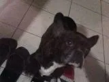 French Buldog Süper Kan Hattı