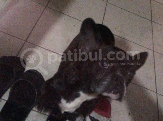 French Buldog Süper Kan Hattı görsel