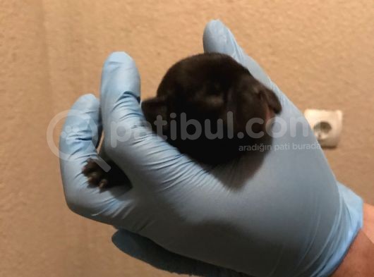 French Buldog Süper Kan Hattı görsel