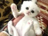 Bembeyaz Scottish Fold Bebekler