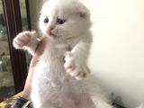Bembeyaz Scottish Fold Bebekler