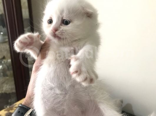 Bembeyaz Scottish Fold Bebekler görsel