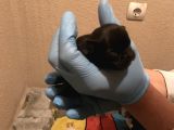 French Buldog Süper Kan Hattı