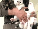 Bembeyaz Scottish Fold Bebekler