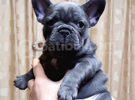 French Bulldog Yavruları görsel