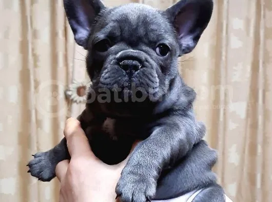 French Bulldog Yavruları