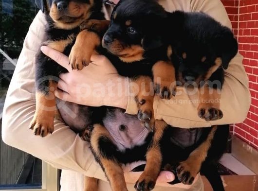 Rottweiler görsel