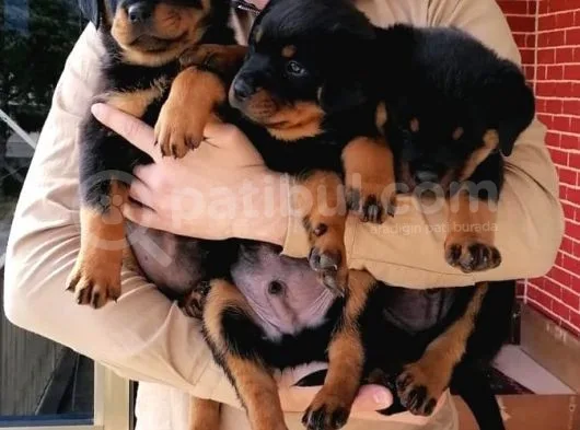 Rottweiler