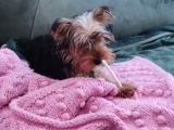 Yorkshire Terrier Yavrumuz