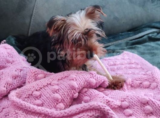 Yorkshire Terrier Yavrumuz görsel