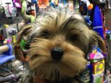 Yorkshire Terrier Yavrumuz