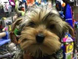 Yorkshire Terrier Yavrumuz