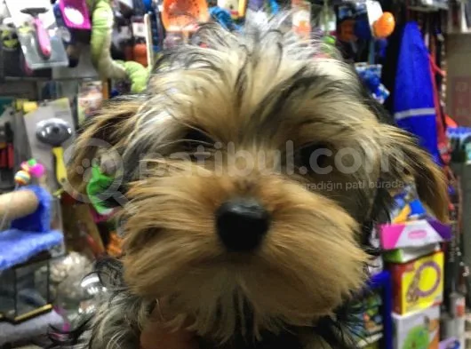 Yorkshire Terrier Yavrumuz