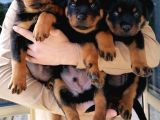 Rottweiler