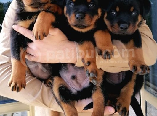 Rottweiler görsel