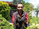 Süper Kalite Cane Corsa Yavrularım