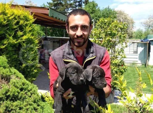 Süper Kalite Cane Corsa Yavrularım