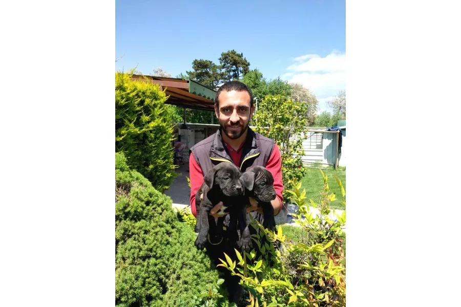 Süper Kalite Cane Corsa Yavrularım