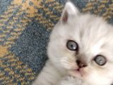 1 Aylık Kedilerimiz Ve Annesi Sahiplendirilecektir