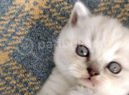 1 Aylık Kedilerimiz Ve Annesi Sahiplendirilecektir görsel