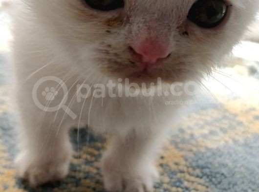 1 Aylık Kedilerimiz Ve Annesi Sahiplendirilecektir görsel