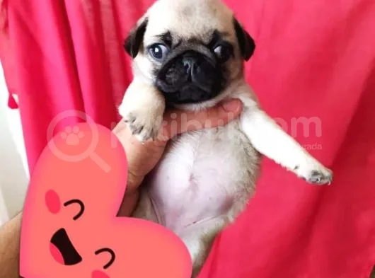 Pug Dişi Yavrumuz