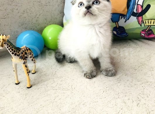 Safkan Sağlıklı Yavrular görsel