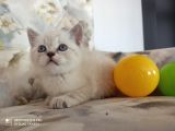 Safkan Sağlıklı Yavrular