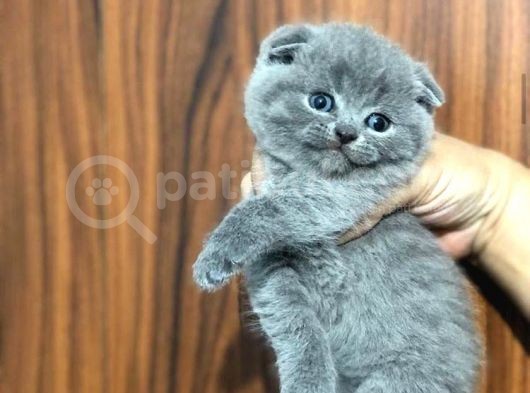 Safkan Sağlıklı Yavrular görsel