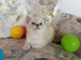 Safkan Sağlıklı Yavrular