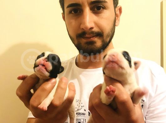 Irk Ve Sağlık Garantili French Bulldog Bebeklerimiz Rezerveye Açıktır görsel