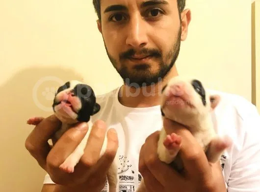 Irk Ve Sağlık Garantili French Bulldog Bebeklerimiz Rezerveye Açıktır
