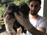 A Kalite Sıfır Hata Cane Corsa Blue Yavrularımız Için Rezerve Açıktır