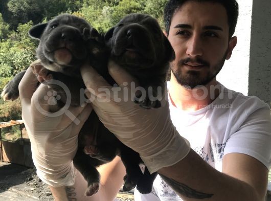 A Kalite Sıfır Hata Cane Corsa Blue Yavrularımız Için Rezerve Açıktır görsel