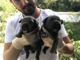 A Kalite Sıfır Hata Cane Corsa Blue Yavrularımız Için Rezerve Açıktır
