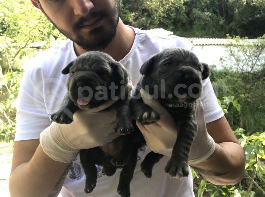 A Kalite Sıfır Hata Cane Corsa Blue Yavrularımız Için Rezerve Açıktır görsel