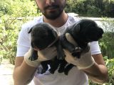 A Kalite Sıfır Hata Cane Corsa Blue Yavrularımız Için Rezerve Açıktır