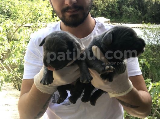 A Kalite Sıfır Hata Cane Corsa Blue Yavrularımız Için Rezerve Açıktır görsel