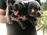 A Kalite Sıfır Hata Cane Corsa Blue Yavrularımız Için Rezerve Açıktır