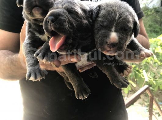A Kalite Sıfır Hata Cane Corsa Blue Yavrularımız Için Rezerve Açıktır görsel