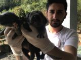 A Kalite Sıfır Hata Cane Corsa Blue Yavrularımız Için Rezerve Açıktır